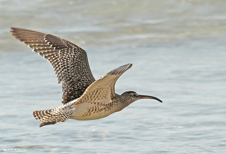 Whimbrel  Numenius phaeopus  ,Netania ,11-10-12,Lior Kislev